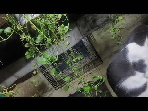 Kamo cat Relaxing reel #kamo #Follow  instagram:-@feed_the_strays123