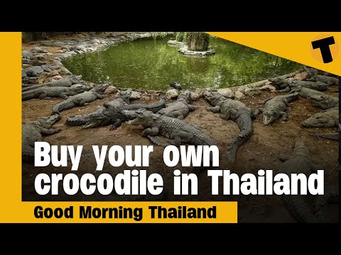 Buy your own pet crocodile in Thailand | GMT