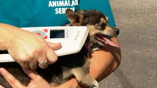 Pet Care Connect program going door-to-door connecting families with free, low-c