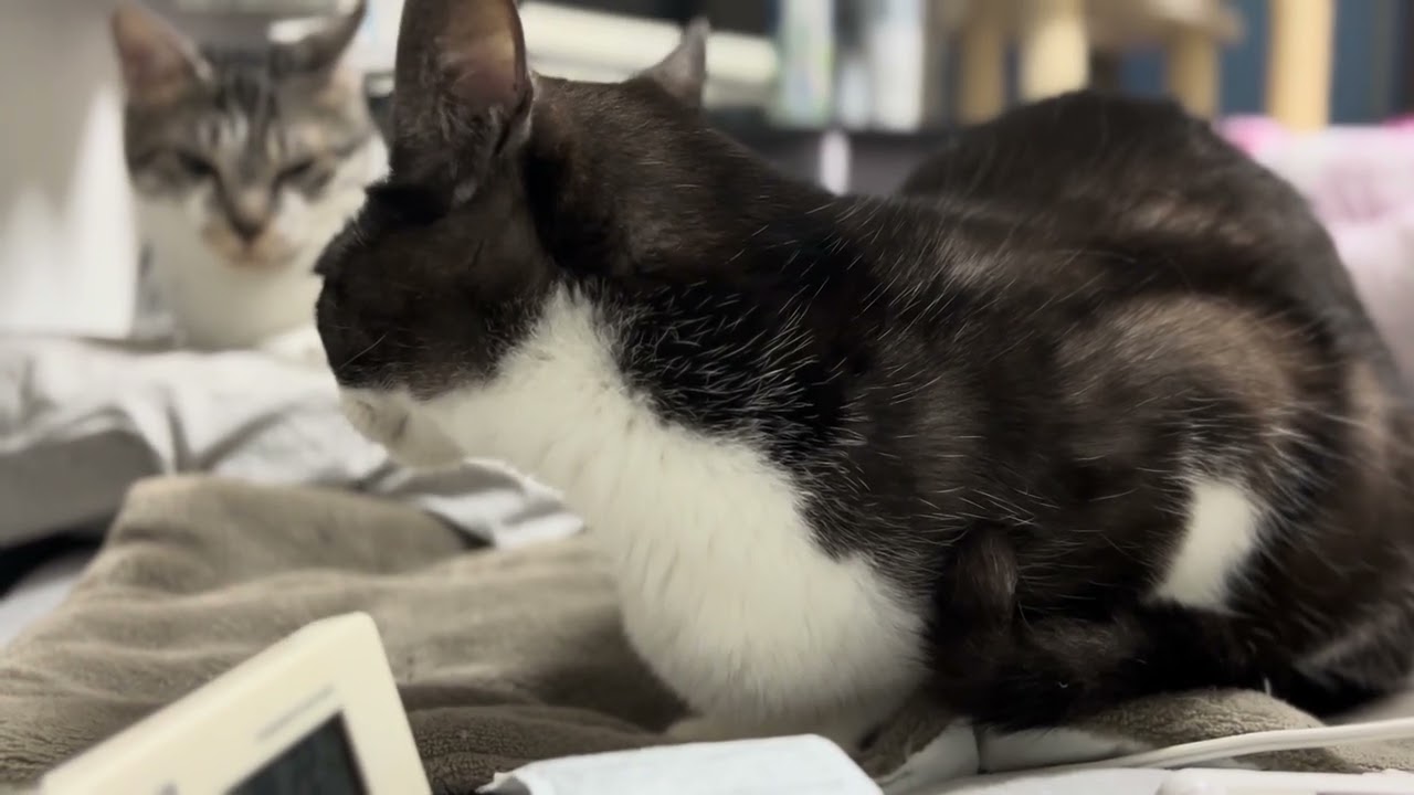 目は合わせないが、しっかりと耳はこちらに反応してる様子