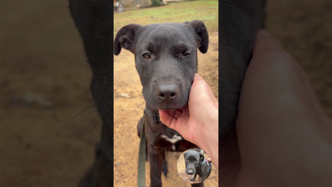 Enlarge Belle, a Adoptable Black Labrador Retriever in Parrish, AL video 6/6