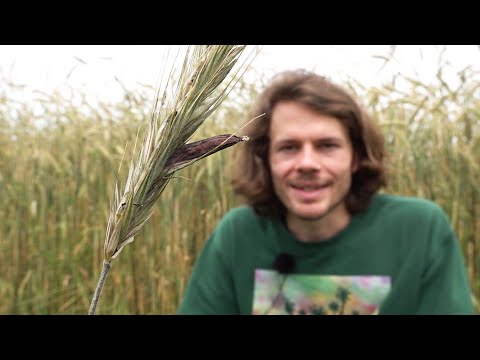 Mutterkorn: Hexenwahn, Ergotismus und LSD - Standort, Inhaltsstoffe, Wirkung, Geschichte