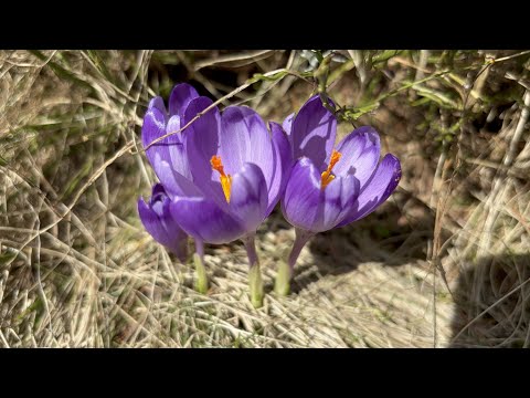 Păltiniș - Poiana Tomnatec - Șanta - Păltiniș (Munții Cindrel, aprilie 2024)