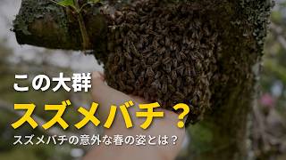 春のハチの大群、これスズメバチ？ スズメバチの意外な春の姿とは