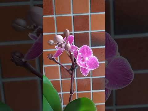 園芸 蘭、魅力的な植物