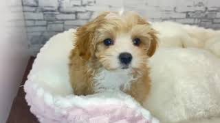 ハーフ犬の動画01