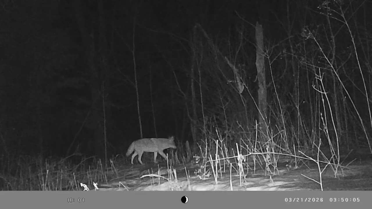 Wildlife Cam Mar 19-25