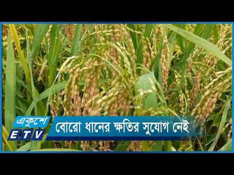 ঘূর্ণিঝড় মোখার প্রভাবে ইরি-বোরো ধানের তেমন ক্ষতির সুযোগ নেই | ETV News