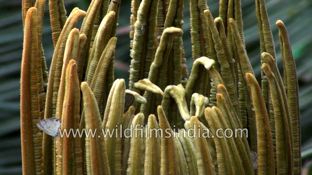 Cycas circinalis male and female plants, also known as queen sago cycad - YouTube