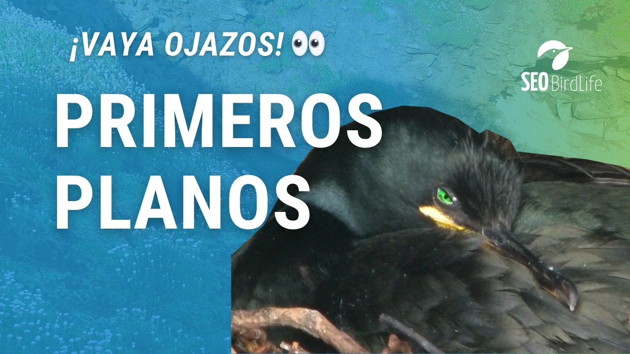 PRIMEROS PLANOS INCUBANDO · Islas Atlánticas de Galicia · Cormorán moñudo · PN Marítimo-Terrestre.