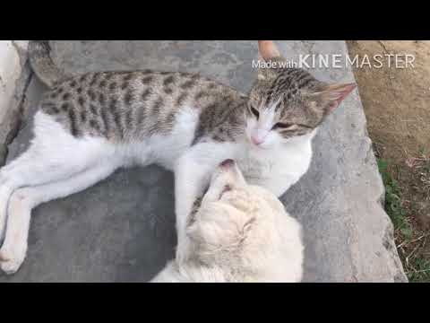 Funny Dogs, cats, , Funny Little Babies, Colors Cats // 2018