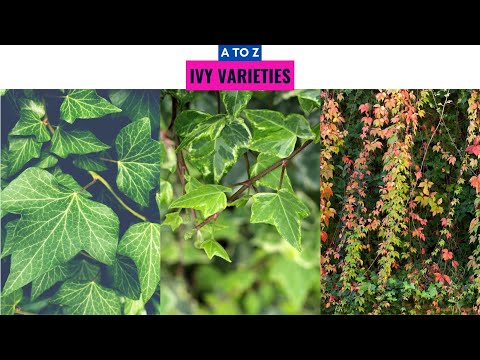Ivy Varieties A to Z