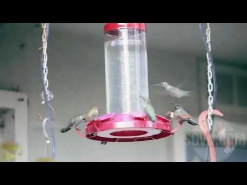Wind brings dozens of hummingbirds to San Gabriel Valley