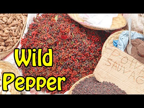 Votsiperifery Black Pepper (Piper Borbonense) - Weird Fruit Explorer Ep 377