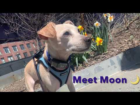 Moon, an adopted Terrier & Miniature Pinscher Mix in Long Island City, NY_image-1