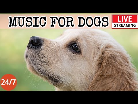 [LIVE] Dog Music???? Calming Music for Dogs???????? Soothing Sleep Music????Anti Separation anxiety Relief ???? 2-1