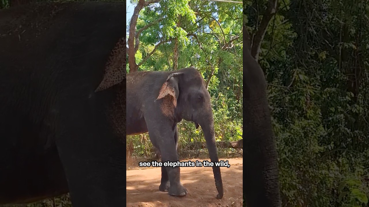 Sri Lanka Intro Video