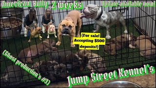 American Bully Puppies Week 2 Update! Available Now In Chicago, IL & Indiana!