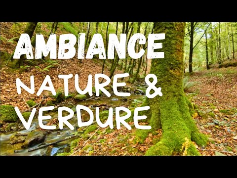 Ambiance Nature & Verdure 4K fond d'ecran (évasion méditation relaxante pour se ressourcer)