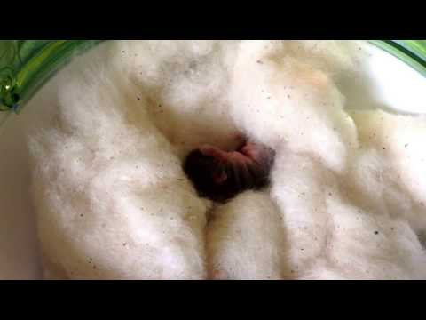 Newborn chipmunk Willie brought me