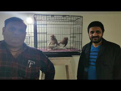 et pigeons by my friend