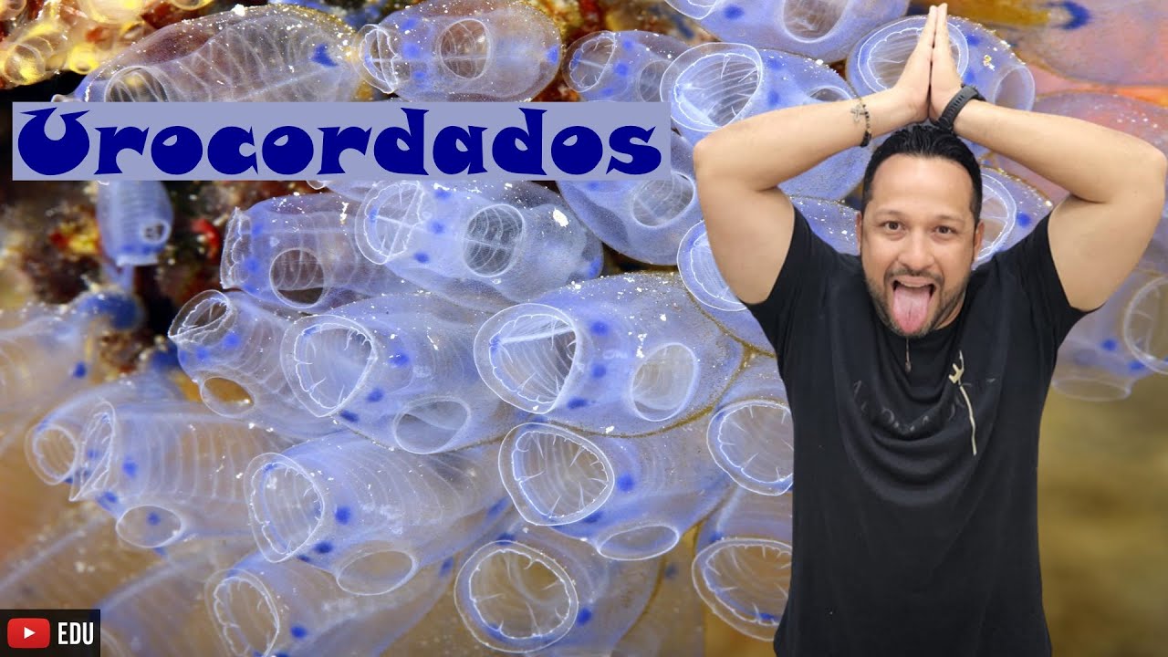 Urocordados ou Tunicados - Subfilo Urochordata - Características gerais - Zoologia