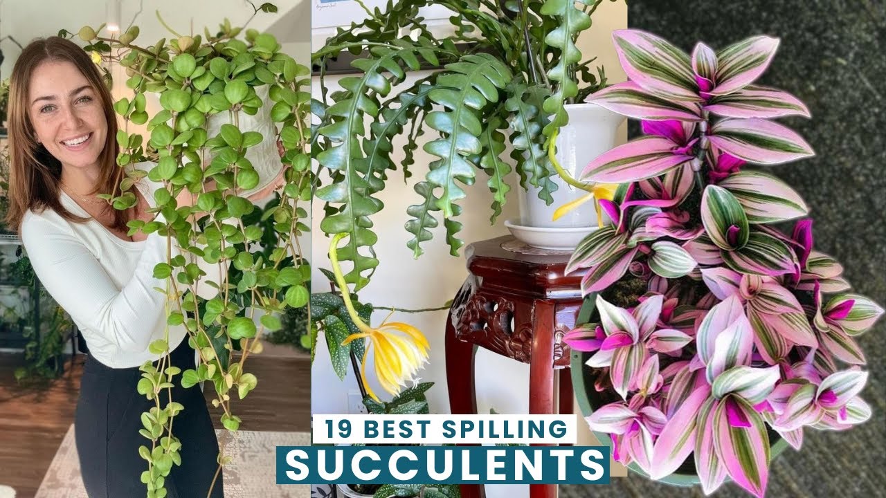 19 Best Spilling Succulent