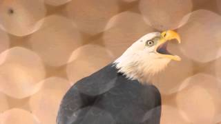 preview picture of video 'Rocky River Reservation, Rocky River Ohio New Female Eagle'