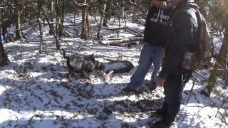 Bumming In The Woods With Friends, A Dead Deer, Some Snow, & A Bushpig!