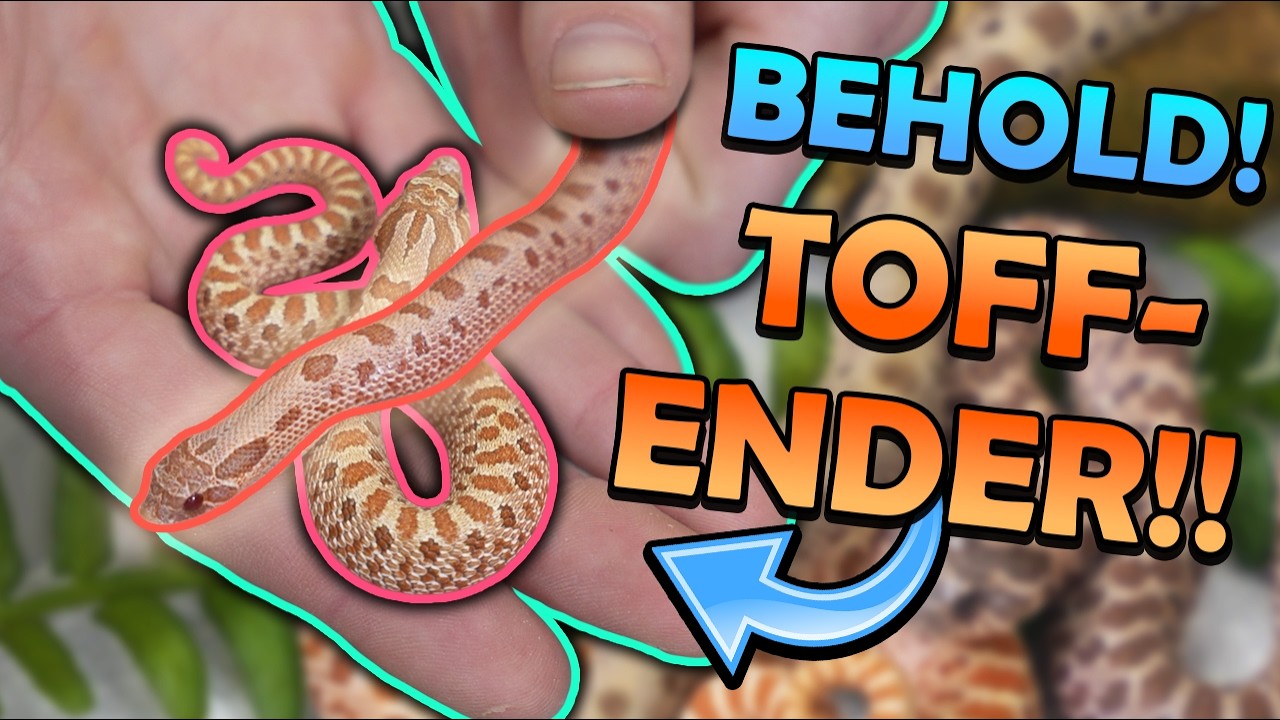 We Hatched the World's First TOFFENDER Hognose?! 
