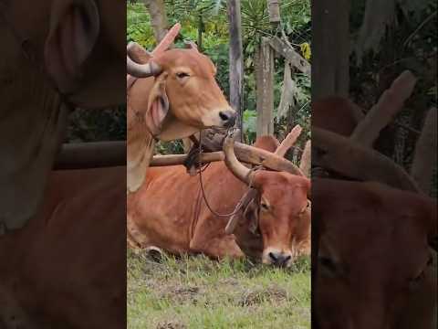 OS CARREIROS NO PONTE CLUBE POÇO FUNDO-MG
