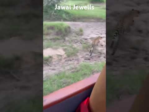 Leopard hunt successfully a Jackal #jawaiwildlife #jawaiwildlife #jawaileopard