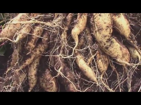 Explosive Ember Pepper Growing From Seedling Through The Summer