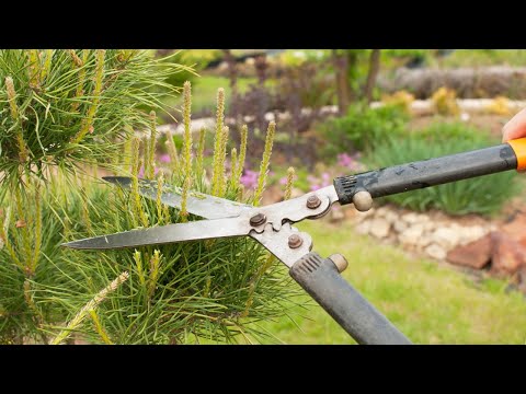 Cięcie sosny. Jak i kiedy przycinać sosnę?