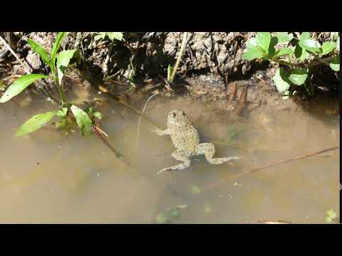 yellow bellied toad in a pond verdun france
