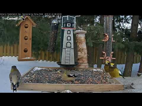 Male And Female Evening Grosbeaks Forage In Ontario – Jan 24, 2017