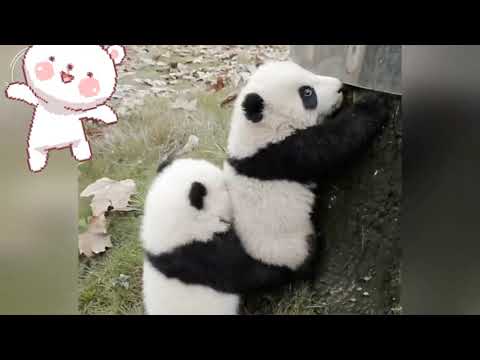 AWW SO CUTE!!! BABY PANDAS Playing With Zookeeper | Funny baby pandas | Baby panda falling