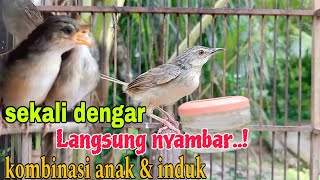 Download lagu Suara pikat cigun_ciblek gunung paling ampuh. cigun ribut manggil mp3 Download lagu Suara pikat cigun_ciblek gunung paling ampuh. cigun ribut manggil mp3