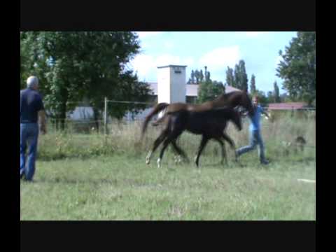 Hengstfohlen *2014 von Decurio (Desperados) - Regazzoni