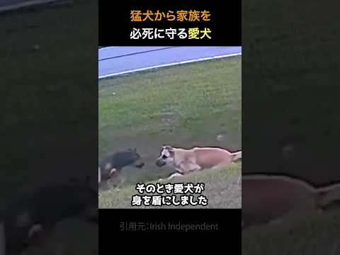 動物による騒音公害がある場合はどうすればよいですか? サービス
