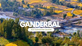 Discover the Beauty of Ganderbal, Kashmir During Rice Harvesting Season