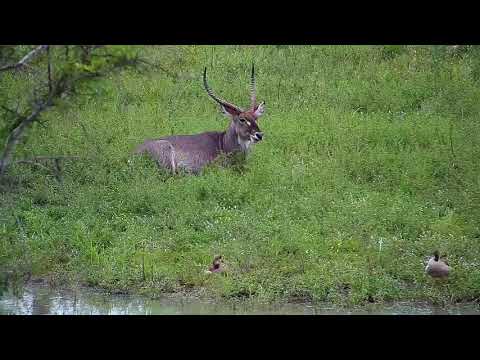 Djuma: Waterbuck bull - 16:49 - 01/05/21