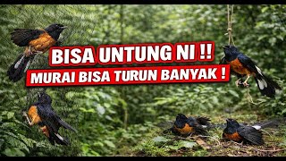 Download lagu Suara Pikat Murai Batu Langsung Turun Penasaran mp3