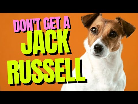 5 Reasons NOT to Get a Jack Russell Terrier | Dogs 101