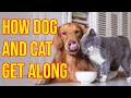 10 Proven Tips To Raise Dogs And Cats Together Peacefully