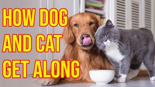 10 Proven Tips To Raise Dogs And Cats Together Peacefully