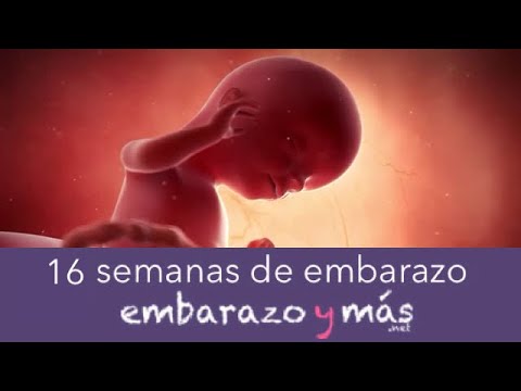 16 semanas de embarazo - Cuarto mes - EMBARAZOYMAS