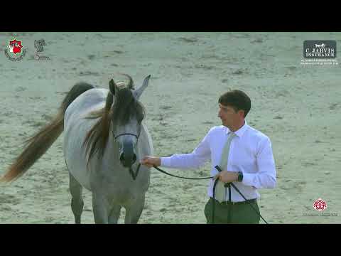 N 56 D ASERAH   Al Shiraa International Arabian Horse Show 2024   Fillies 2 Years Old Section B Clas