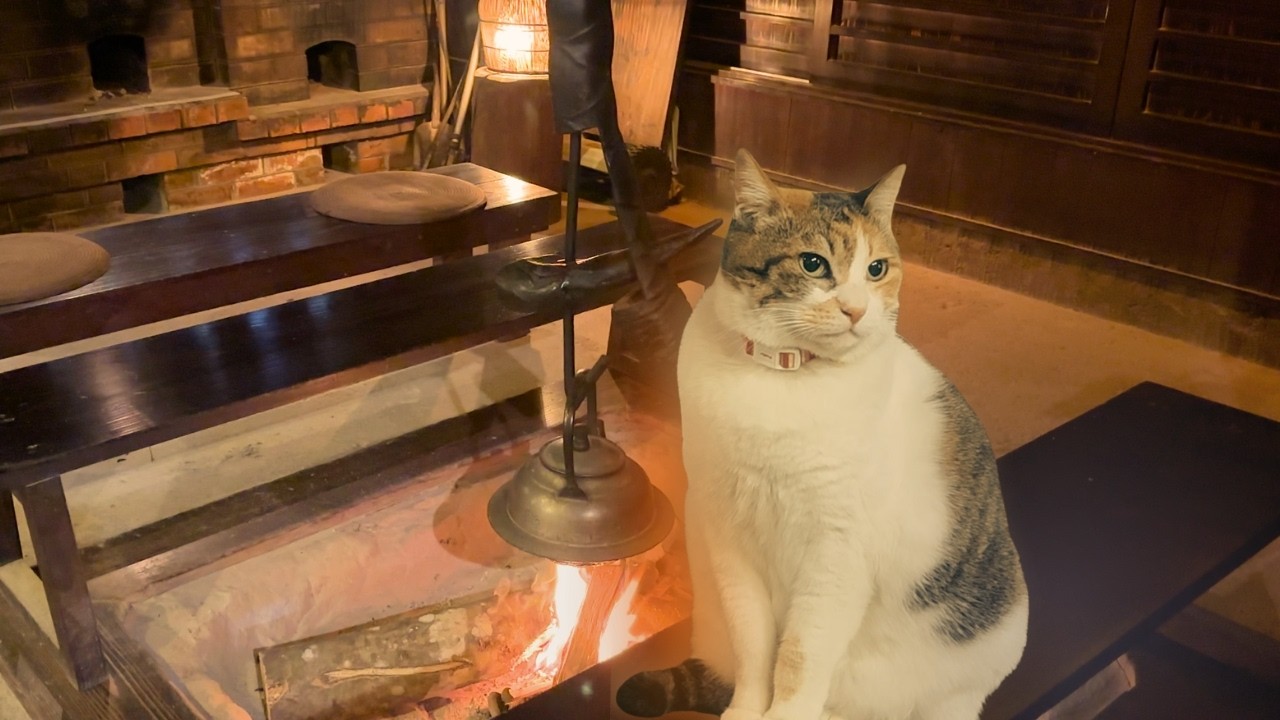 I Stayed at a 170-Year-old Japanese Hot Spring Inn Where Cats Live 🐈 | Tajima Honkan ♨️ | Kagoshima