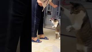 #cat #cute #catvideo #cutecat #funnyvideo #funny #pets